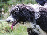 Puppys van Bliss040622-0106